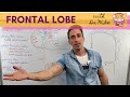 Frontal Lobe | Cerebral Cortex