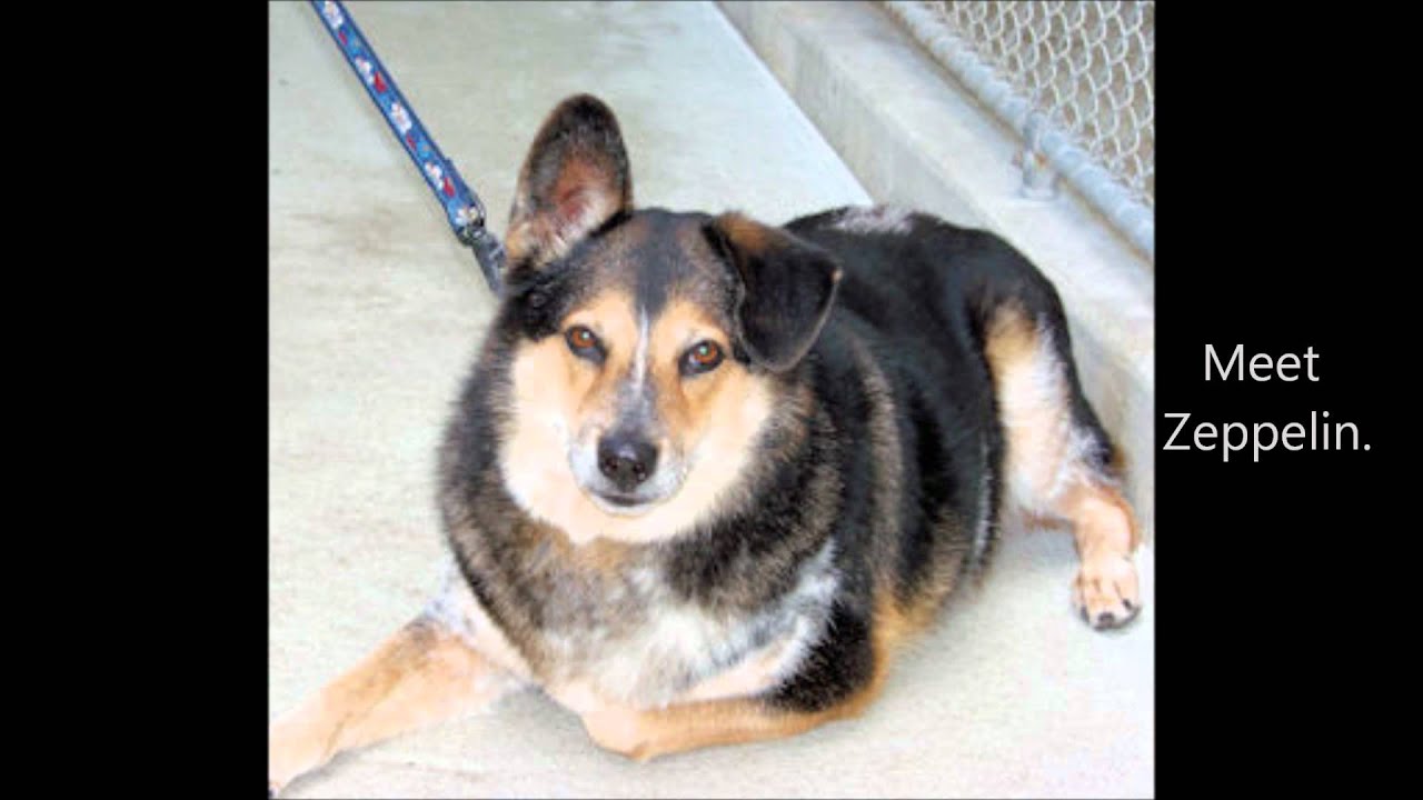 new hanover humane society