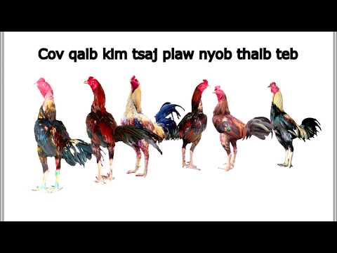 Video: Cov Chaw Zoo Nkauj Tshaj Nyob Thaib Teb