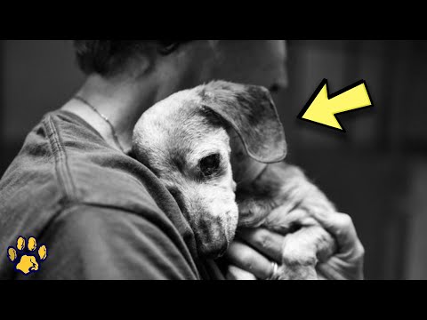 Elderly Dog, Long Lost and Nearly Forgotten, Recognizes His Master in a Touching Moment
