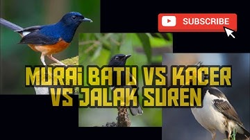 MASTERAN KOMBINASI MURAI BATU VS KACER VS JALAK SUREN MASTERAN 3 IN 1 TERBAIK!