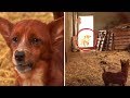 Sad Pup Is Separated From ‘Mother’ Cow Who Raised Him. Their Reunion Is Nothing Short of Beautiful