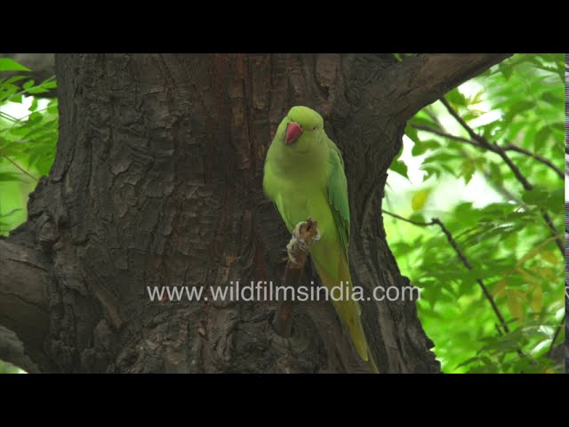 Couple of the rose-ringed parakeet (the ring-necked parakeet) sitting by  the nest (hollow). Parrots of Africa and Asia. Stock Photo | Adobe Stock