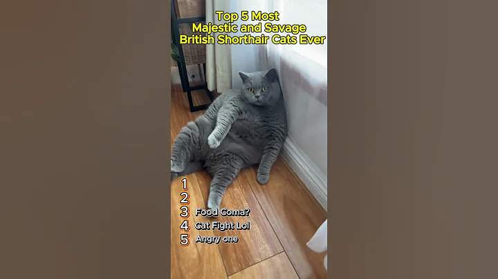 Video 9106941: british shorthair cat meets