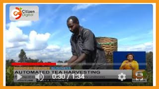 Piloting of mechanical tea harvesting currently underway