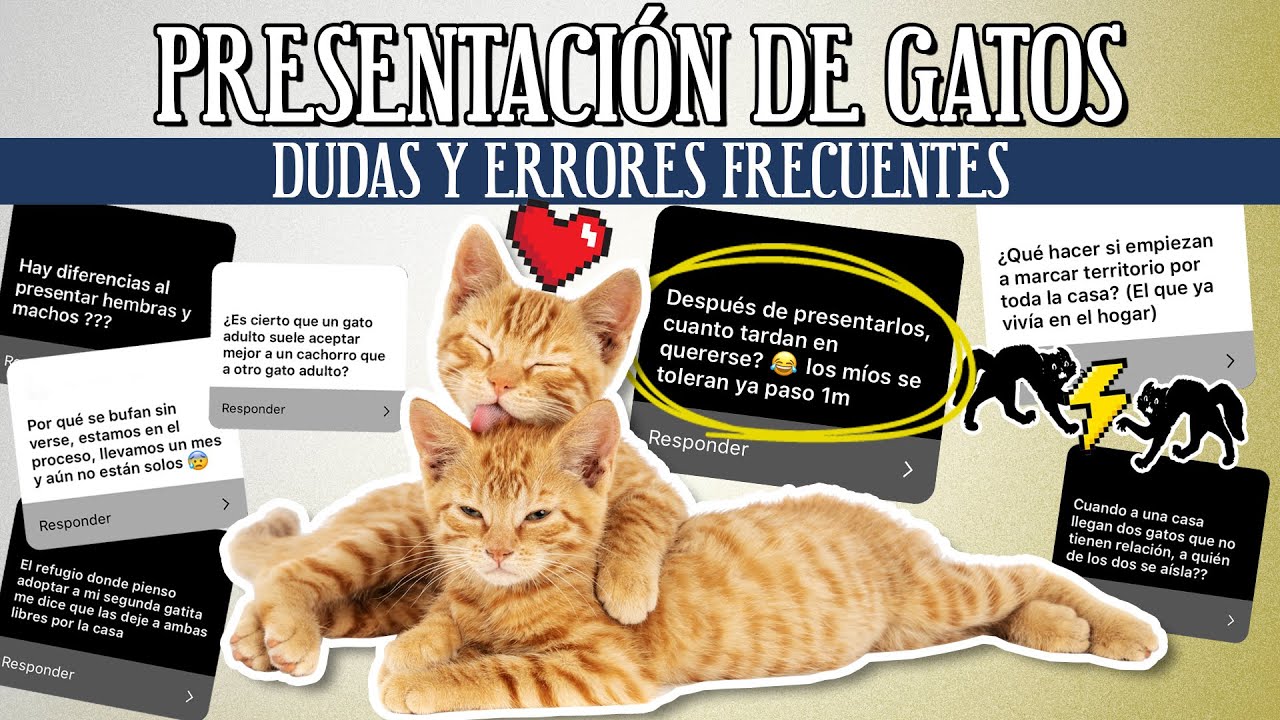 PRESENTACIÓN de dos GATOS (o más): dudas y ERRORES COMUNES 😾💔😼| ¿Qué hacer cuando sale mal?