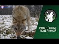 ДУЭЛЬ /РОЖДЁННЫЕ ПОД ЛУНОЙ | НАШИ ВОЛКИ В ЛЕС НЕ СМОТРЯТ | ПРИЮТ ВЕРНОСТЬ /