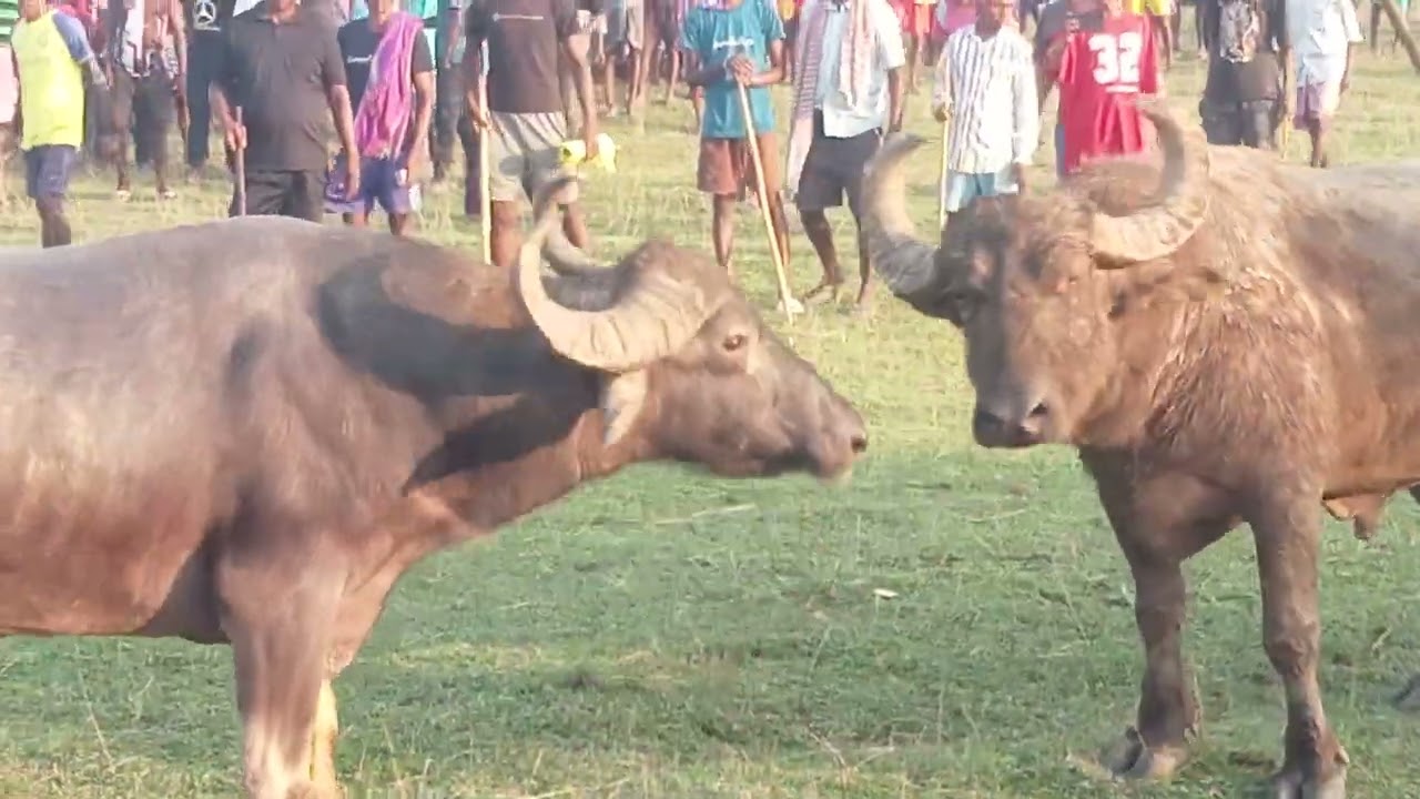 Bara puro vs kairasol  dhamni re bayar ropok 2025