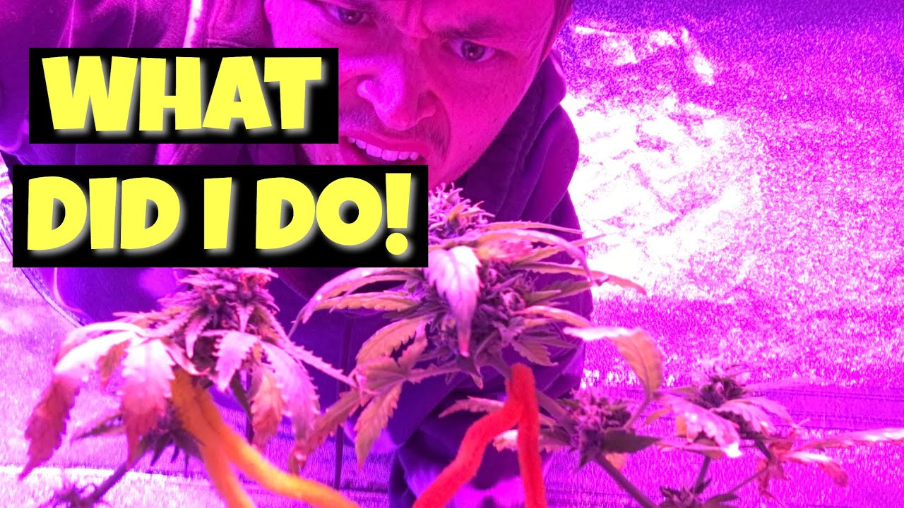 Growing Autoflowers Using Organic Fertilizer Freebie Seeds YouTube