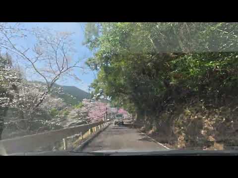 【車載動画】桜満開の市房ダム湖周回 国道388号線～熊本県道142号上椎葉湯前線