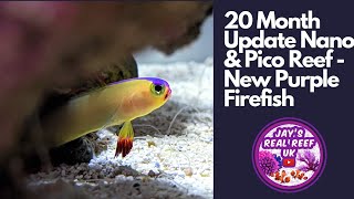 20 Month Nano & Pico Reef Update - New Purple Firefish. Perfect Nano Fish. by Jay's Real Reef UK 4,827 views 1 year ago 17 minutes