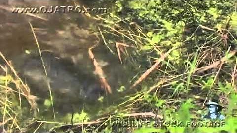 Alligator eats Python 02, Time Lapse Speed x1  YouTube