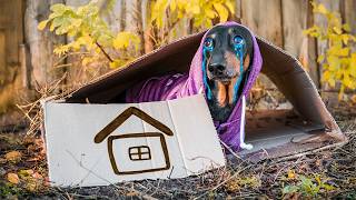 Download Lagu The Runaway Puppy! Cutest Dachshund Compilation! MP3