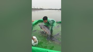 🔴 Hải Dương TV trực tiếp thả Trắm Đen to khủng cho hồ câu Miền Bắc #harvestingfish  #ThủySảnWork