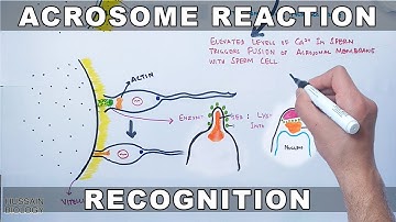Acrosome Reaction in Sea Urchin