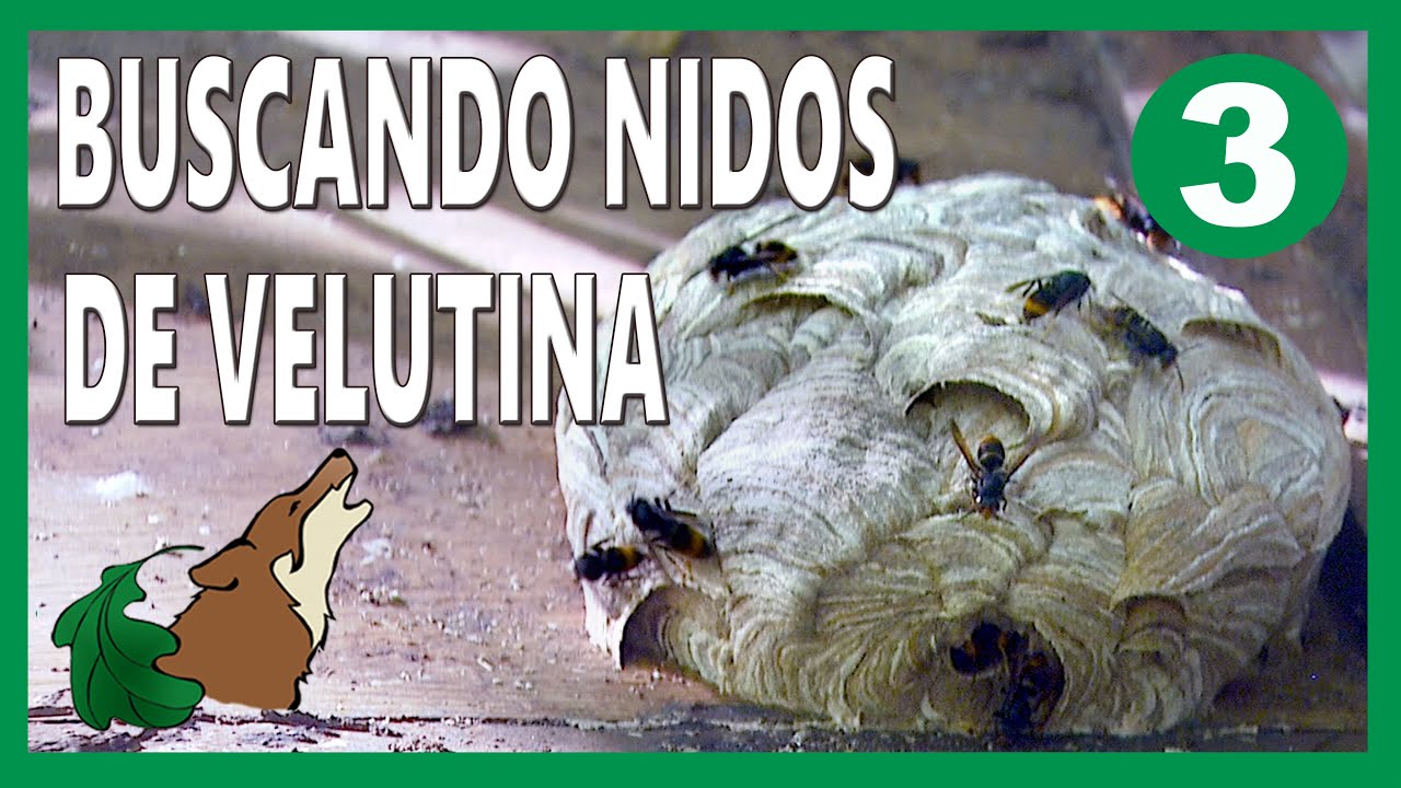 V3 - Buscando nidos de velutinas - Control Velutina.