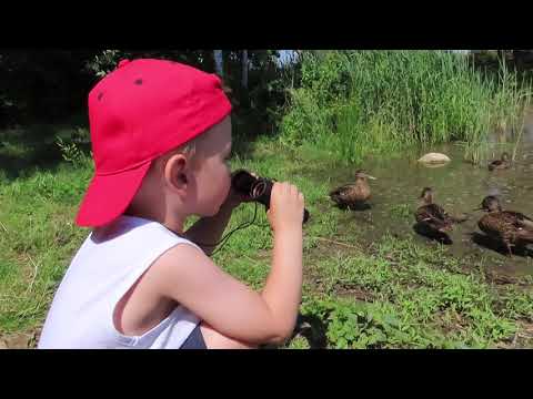 Video: Kachna chocholatá černá