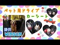 ペット用ドライブシートが届きました！【提供】“WINSUN”　犬用カーシート☆　チワワ　Chihuahua