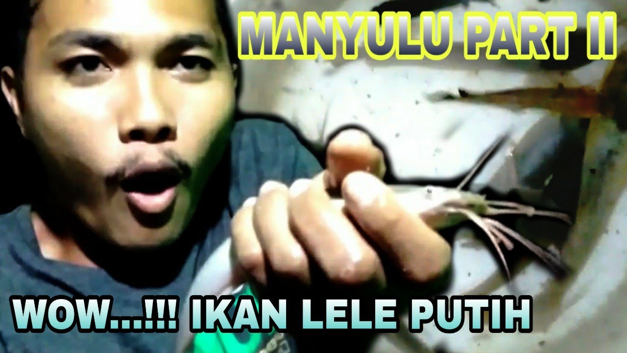 BERBURU IKAN LELE MANYULU PART II| Mencari Ikan Di Malam Hari