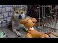 【しばわんこ日記】柴犬にかまってほしいロボット犬【aiboのモミジ】Robot dog appeals to dog. Shiba Inu is bored.