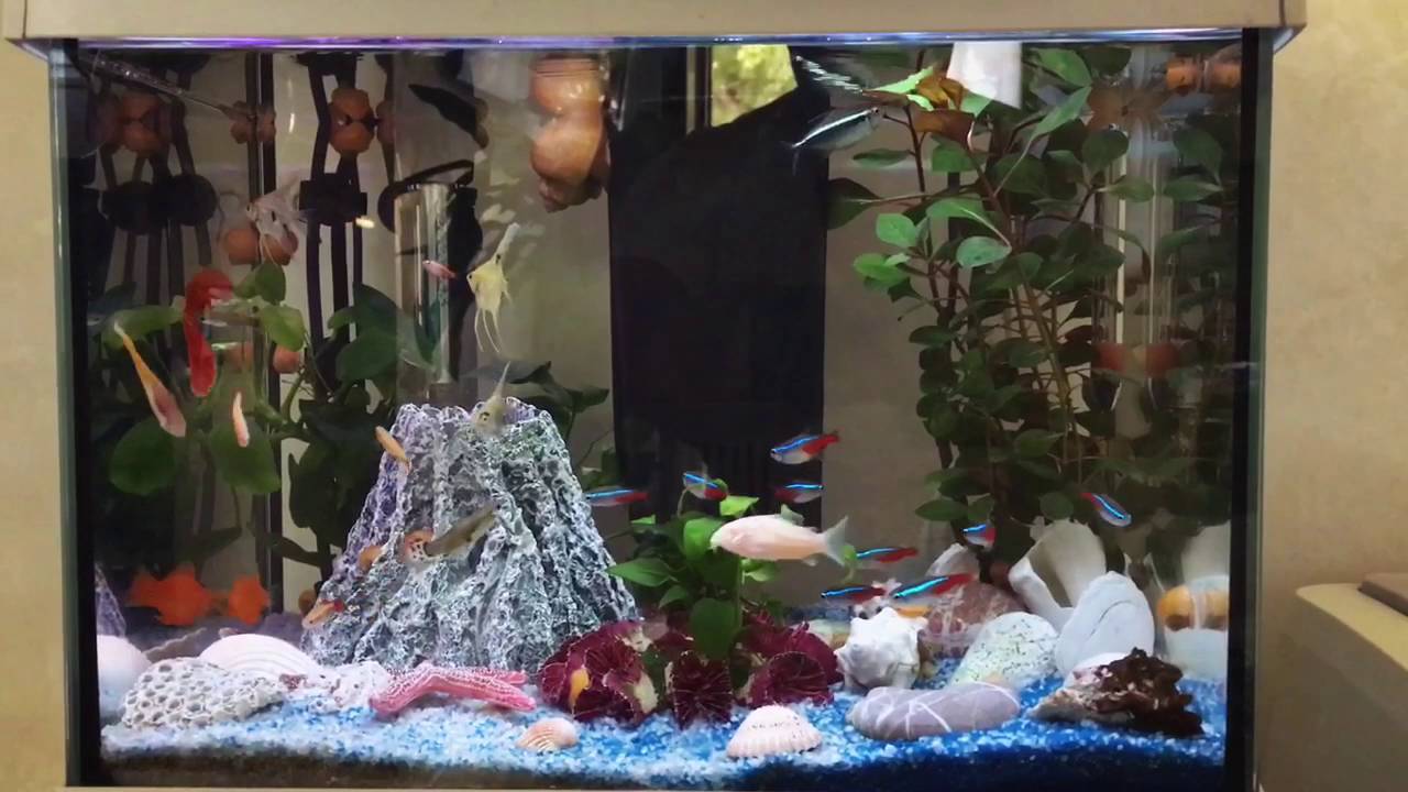 Acquario acqua dolce Pesci Tropicali - YouTube