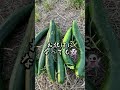 きゅうりの歌