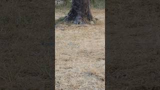 #birds #wildlife #jimcorbett #nature #bird #shorts #viral #reels #reel #short #video #viralreels