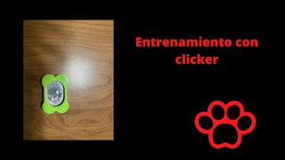 Adiestramiento con clicker by Coton de Tulear 2,068 views 3 years ago 2 minutes, 19 seconds