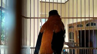 pancingan anis macan langsung nyaut..