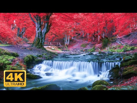 Incredible Fall Foliage - Best 4K Autumn Nature Scenes from Around the World + Calming Music