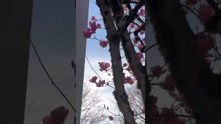 #springvibes