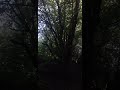 Walking Through The Cloaked Canopy.