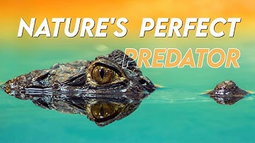 CROCODILES ARE NATURE