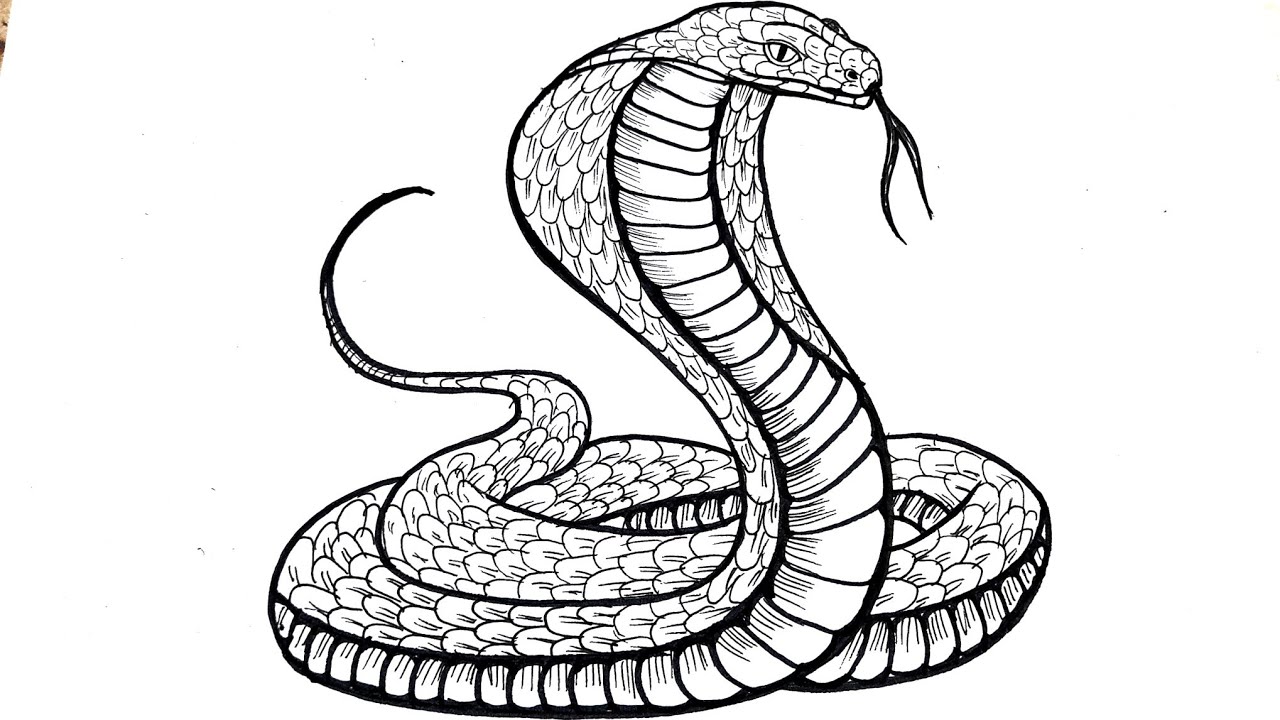 How To Draw A Snake | Cobra Snake Drawing Easy | Animal Drawing Step by ...