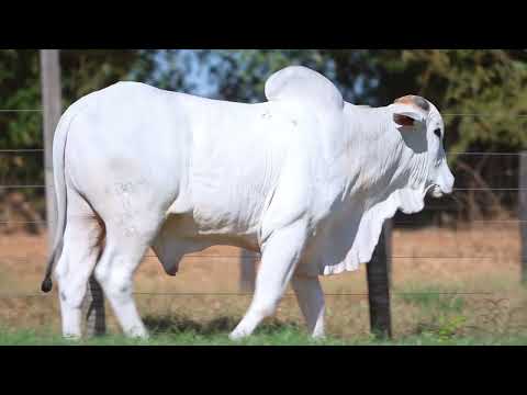 LOTE 92 - B 385