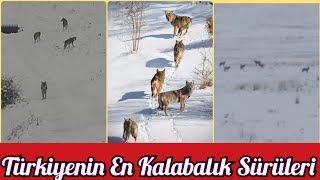 KURT SÜRÜSÜNE KATILAN KANGAL VE EN TANINMIŞ KURT SÜRÜLERİ