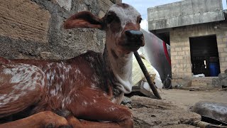 Baby Calf Chhodyo