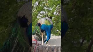 #peacock 1🩵2💖3🧡4❤️~bird 🦚💟✨saund 💖✨✌️🩷🤟