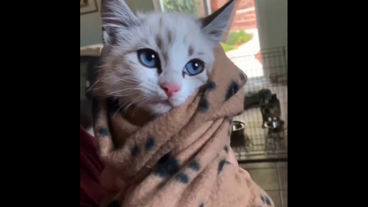 Funny and beautiful cat models 