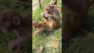 Cute Baby Monkey 008822