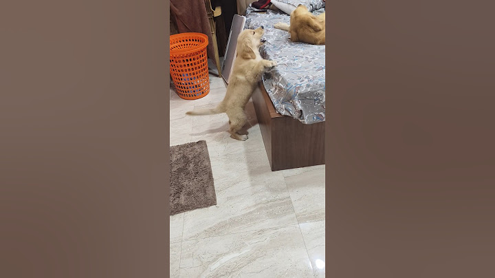 No matter what you ask, she says what's wrong with you 😂🤣😜 #comedy #petlover #trending #goldenret...