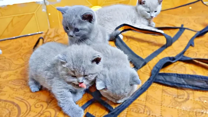Watch the video about Cute British Kittens Meowing for Mom to Bring Them Milk