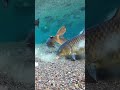 #fishing #carpfishing #underwater