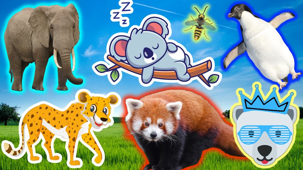 Wild Animals Name Sounds Cow Tiger Monkey Snake Elephant Koala Red wild-animals-name-sounds-cow-tiger-monkey-snake-elephant-koala-red