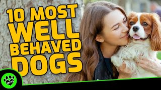 Top 10 Most Well Behaved Dog Breeds for the Family  Dogs 101