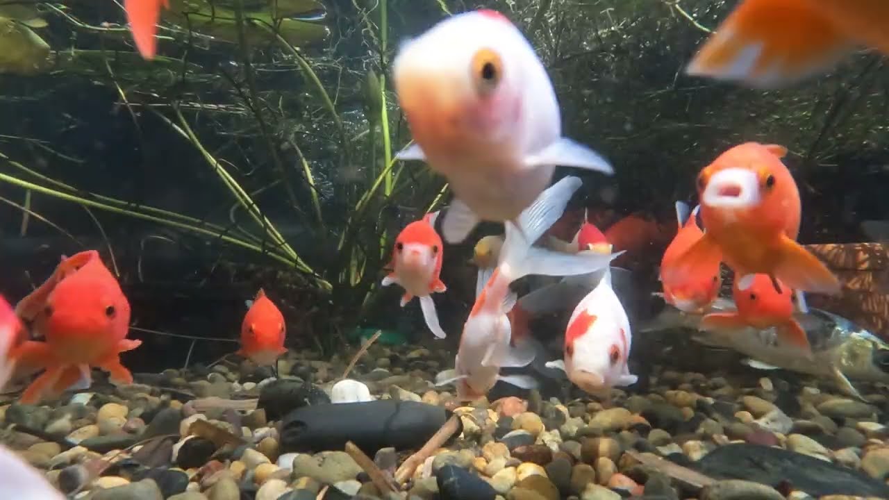 Pond Evolution 30December2025