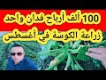100ألف ارباح من زراعة فدان واحد كوسة في شهر أغسطس