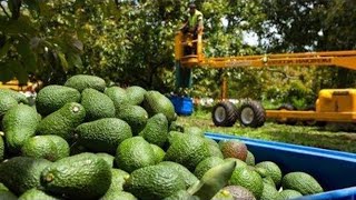 From Farm To Factory: Avocado Harvesting And Processing - Technology To Make Frozen Avocado Pulp!