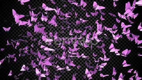 Pink Butterflies | Motion Graphics - Envato elements