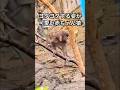 ヨタヨタする姿が可愛い赤ちゃん猿